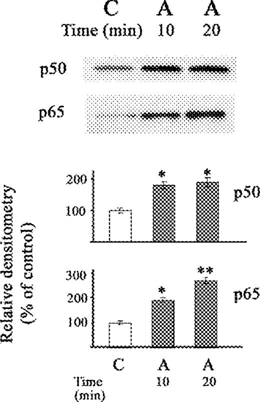 Western blot of the effect of acetaldehyde (A) on nuclear fraction of NF-κB (p50) and NF-κB (p65) proteins in stellate cells. The cells were not exposed (C) or exposed to acetaldehyde (A) (200 μM) for 10 and 20 min. The relative densitometry readings (mean ± SE) from 3 samples for each determination are shown. *P < 0.05 vs respective control.