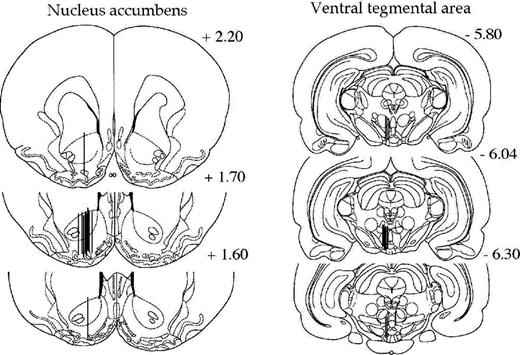 Coronal rat brain sections showing the probe placements (illustrated by vertical lines) in the nucleus accumbens and the ventral tegmental area of rats used in the present study. The numbers in each brain section indicate millimeters from bregma. Adapted with permission from Paxinos, G. and Watson, C. The Rat Brain in Stereotaxic Coordinates, Figures 10–12 and 43–45. © 1998, Academic Press.
