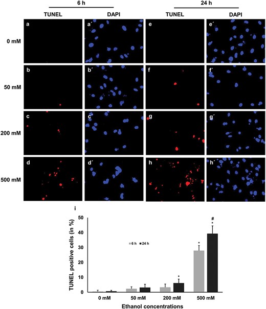 Detection of damaged DNA using TUNEL assay. The fragmented DNA was stained as red, whereas the nucleus was stained as blue. Fragmented DNA was counted from five non-overlapping fields and converted into percentage by comparing the TUNEL-positive nuclei with the total number of nuclei. The results showed that significantly (P ≤ 0.05) higher number of TUNEL-positive apoptotic nuclei are in 500 mM concentration group when compared with the untreated control group. Upper panel: representative micrographs of double staining of TUNEL (red fluorescent) and DAPI (blue), scale bar 100 μm; Lower panel: quantitative data analysis of TUNEL-positive cells, where * = significantly different in different treatments compared with the control group and # = significantly different in two time points.