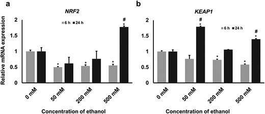 The expression level of NRF2 and KEAP1 mRNA. To understand the role of ethanol in activating/suppressing the Nrf2 pathway, we investigated the central genes of this pathway, namely (a) NRF2 and (b) KEAP1, using real-time quantitative PCR platform. The results showed that the expression of both genes was decreased in higher concentrations of ethanol at the 6-h time point. However, an aberrant expression pattern was observed at 24-h time point. The statistical significance effect (P < 0.05) of different treatments on gene expression is marked with asterisks (* = significantly different in different treatments compared with untreated control and # = significantly different in time points).