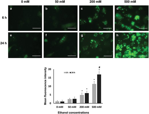 ROS accumulation in GCs after treatment with different concentration of ethanol at two time points. (a–h) After the treatment GCs were visualized under a fluorescent microscope, scale bar 100 μm Mean fluorescence intensity was quantified by ImageJ software or from three non-overlapping fields per well, experiments were performed in triplicates; data are presented as mean ± SD. Statistically significant effects (P ≤ 0.05) of different treatments on ROS accumulation are marked with asterisks, where * = significantly different in various treatments compared with those of control group and # = significantly different in two time points.