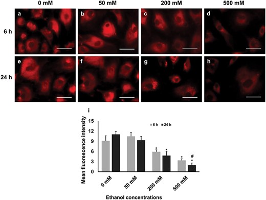 The activity of mitochondria in GCs under different treatment conditions. Higher panel: labels a–h show active mitochondria in red, scale bars, 50 μm. Lower panel: quantitative analysis of mean fluorescence intensity performed using ImageJ; experiments were performed in triplicates; data are presented as mean ± SD. Statistically significant effects (P ≤ 0.05) of different treatments on mitochondrial activity are marked with asterisks, where * = significantly different in various treatments compared with those of control group and # = significantly different in two time points.