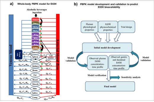 A whole-body PBPK model suggested for EtOH consumption. Abbreviation: Duoent (duodenum), Jejent (jejunum), Ilent (ileum), CA (arterial blood concentration), CV (venous blood concentration), QTot (total cardiac output), Qhp (blood flow perfusing the hepatic portal vein), R (tissue-to-blood partition coefficient), CLint,H (hepatic intrinsic clearance), b (brain), h (heart), li (liver), sp (spleen), lu (lungs), kd (kidney) f (fat), sk (skin), sa (saliva), and m (muscle).
