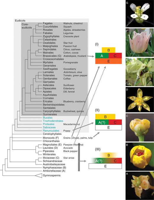 Summarized phylogenetic tree for flowering plants with placements of model organisms and illustrations of floral diversity. Known or postulated expression patterns are shown on the right for organ identity genes: (I) ABC model developed for core eudicots (Coen and Meyerowitz, 1991) and some monocots; (II) an example of the sliding boundary model applied for some basal eudicots (Kramer and Irish, 2000) and monocots (Kanno et al., 2003); (III) fading borders model proposed for basal-most angiosperms and some magnoliids (Buzgo et al. 2004; modified). The dotted arrow indicates that a scheme similar to the classic ABC model may apply to at least one basal angiosperm (Asimina; see text). ‘?’ indicates the uncertainty regarding A-function. Uncoloured ‘E’ boxes indicate function not yet confirmed. The eudicot clade is shaded in grey, with core eudicots in dark grey. Basal eudicots are those lineages of eudicots other than core eudicots. Basal angiosperms are a non-monophyletic group made up of all lineages other than eudicots; monocots are sometimes considered basal angiosperms based on their origin among other early lineages of flowering plants. Floral diversity in basal angiosperms (A–E), monocots (F) and eudicots (G) (all photos by S. Kim). (A) Amborella trichopoda (Amborellaceae); (B) Nuphar pumilum (Nymphaeaceae); (C) Illicium parviflorum (Illiciaceae); (D) Persea americana (Lauraceae); (E) Asimina longifolia (Annonaceae); (F) cultivated Tulipa (Liliaceae); (G) Arabidopsis thaliana (Brassicaceae). T, Tepal; Se, sepal; P, petal, St, stamen, Sm, staminode; C, carpel.