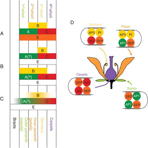 Models of genetic control of floral organ identity and the quartet model. (A) Classic ABCE model (Coen and Meyerowitz, 1991; Colombo et al., 1995; Pelaz et al., 2000). (B) The sliding boundaries model (Kramer et al., 2003; ‘modified ABC model’ of van Tunen et al., 1993; ‘shifting boundary’ of Bowman, 1997). (C) The fading borders model (modified from Buzgo et al., 2004). (D) The quartet model of floral organ specification in Arabidopsis (modified from Kaufmann et al., 2005).
