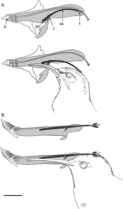 Pollen transfer with and without the staminal lever mechanism. (A) Salvia lanceolata. In order to access nectar produced by the nectary (n) the bill of Nectarinia chalybea pushes back the posterior connective arms (pc). Thereby thecae (t) at the anterior connective arms (ac) move down onto the head of the bird. The movement is enabled by the joint (j) between the filament and the connective. (B) S. haenkei. The lever mechanism is inactive with the posterior connective arms closely attached to the upper side of the tubular corolla. Pollen is deposited on the head of Sappho sparganura, touching the thecae while entering the flower. Scale bar = 1 cm. (after Wester and Claßen-Bockhoff, 2006a, b)