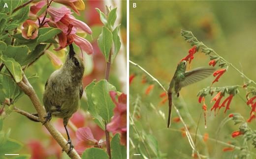 Flower–bird interactions: (A) S. lanceolata visited by a perching Nectarinia chalybea; (B) S. haenkei visited by a hovering Sappho sparganura. Note in both examples the thecae on the bird's heads. Scale bars = 1 cm. Photograph A: R. Groneberg (Mainz).