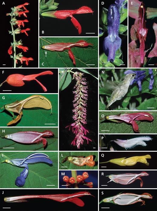 Diversity of Salvia flowers with active staminal levers and concealed pollen (group 1: Lanceolata-type). (A–C) Salvia fulgens: (A) inflorescence, (B) flower and (C) longitudinal section – note the papilla at the flower base (arrow); (D) S. atrocyanea: front view – note the fusion by hairs of the connective arms; (E) S. lanceolata: front view; (F) S. sessei: flower with large red calyx; (G) S. africana-lutea: longitudinal section with hairs at the flower base and reflexed lower lip; (H) S. oxyphora: lateral, basal constriction and papilla from the bottom; (I) S. patens: basal constriction from the bottom; (J) S. dombeyi: longitudinal section (collapsed tube due to dissection); (K) S. gravida: pendulous inflorescence with resupinated flowers; (L, M) S. confertiflora: (L) longitudinal section and (M) node with flowers in front view – note the cup-shaped lower lip and the small flower entrance; (N) S. guaranitica visited by a hovering Calypte costae with thecae on the bird's head; (O) S. penstemonoides: longitudinal section with hairs at the flower base; (P) S. divinorum with white corollas; (Q) S. madrensis with yellow corollas; (R) S. disjuncta: longitudinal section with lateral ridges at the flower base (arrow); (S) S. holwayi: longitudinal section with long nectary and a nectar chamber that is closed by two long and curved papillae. Scale bars: A–C, F–K, N = 1 cm; M, O–S = 0·5 cm; D, E, L = 0·25 cm.