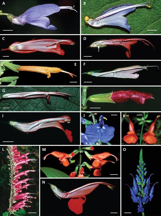 Diversity of Salvia flowers with freely accessible pollen and lacking a lever mechanism (group 2): Haenkei-type. (A, B) Salvia cacaliifolia: (A) flower with greatly exserted thecae and (B) longitudinal section with the short posterior lever arm as a nectar cover. (C) Salvia splendens: longitudinal section with the posterior lever arms not reaching the lower side of the flower tube and not blocking the entrance. (D) Salvia hirtella: longitudinal section with the posterior lever arms attached to the upper corolla wall and papillae at the base of the flower (arrow). (E) Salvia haenkei: tubular flowers with greatly exserted thecae. (F) Salvia striata: longitudinal section with posterior lever arms reaching the lower side of the flower tube, note the cup-shaped lower lip. (G) Salvia longistyla: longitudinal section with posterior lever arms reaching the lower side of the corolla tube. (H) Salvia curtiflora: slightly exserted thecae and short lower lip. (I) Salvia rubescens: longitudinal section with long nectary and a large amount of nectar. (J) Salvia sagittata: front view of flower with reflexed, large lower lip. (K, M, N) Salvia pauciserrata: (K) front view of flowers, showing greatly exserted thecae and strongly reflexed, large, lower lips, (M) node with flowers, and (N) longitudinal section with strongly curved basal part of the corolla tube and short posterior lever arms reaching the lower side of the tube. (L) Salvia iodantha: part of the inflorescence bearing many tubular flowers with greatly exserted thecae. (O) Salvia macrophylla: inflorescence showing flowers with strongly reflexed lower lips. Scale bars: A–K, N = 0·5 cm; L, M, O = 1 cm.