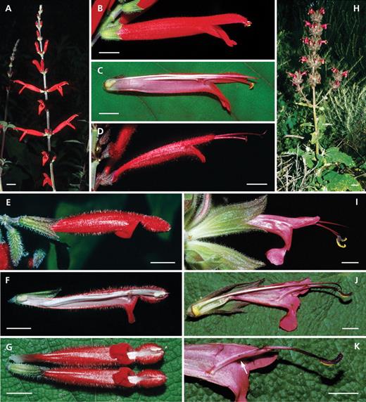 Diversity of Salvia flowers with freely accessible pollen and lacking a lever mechanism (group 2, continued): (A–D) Elegans-type, (E–G) Tubifera-type and (H–K) Spathacea-type. (A–C) Salvia elegans: (A) inflorescence with red, conspicuous flowers, (B) flower with slightly exserted thecae, and (C) longitudinal section with connective closely attached to the upper side of the corolla tube. (D) Salvia cinnabarina: flower with a narrow basal part of the tube. (E–G) Salvia tubifera: (E) flower with strongly reflexed lower lip and well-developed upper lip, (F) longitudinal section, and (G) flowers from below showing the thecae enclosed by the upper lip – the upper flower shows the condition after a bird inserts its bill causing a slight opening of the upper lip and making pollen available. (H–K) Salvia spathacea: (H) plant with a richly flowered inflorescence, (I) flower with a large calyx and exserted thecae, (J) longitudinal section with constriction at the flower tube and stamen, and (K) stamen with long filament, long anterior connective arm and very short posterior connective arm – note its end indicated by the arrow. Scale bars: A = 1 cm; B–G, I–K = 0·5 cm; H = 3 cm.