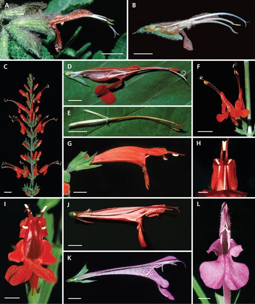 Salvia flowers with active staminal levers and freely accessible pollen (group 3): (A and B) Lasiantha-type, (C–F) Exserta-type, (G–L) Roemeriana-type. (A, B) Salvia lasiantha: (A) flower with exserted thecae and (B) longitudinal section with the posterior connective arm reaching the lower side of the corolla tube. (C–F) Salvia exserta: (C) inflorescence, (D) flower longitudinal section with the long curved filament, (E) dissected straight filament, and (F) pair of flowers showing the greatly exserted thecae and deflexed lower lip. (G–J) Salvia roemeriana: (G) flower with bithecate stamens, (H) proximal part of the flower from the bottom showing united anterior thecae, (I) front view with non-united thecae, and (J) longitudinal section showing the long filament and hairs at the flower base. (K, L) Salvia summa: (K) longitudinal section also with hairs at the flower base and (L) front view with thecae not blocking the entrance. Scale bars: A, B, D, E, G, J, K = 0·5 cm; C, F = 1 cm; H, I, L = 0·25 cm.
