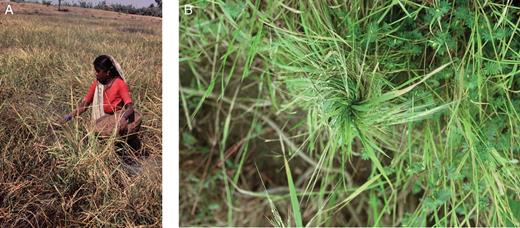 Alternative contemporary ways of harvesting wild rice in India. (A) Beating panicles over a basket, and (B) twisting leaves and stem into bundles that collect shattered grain. These methods, plus swinging a basket over ripening panicles, are used to harvest wild rice in South Asia and West Africa (Oka, 1988).