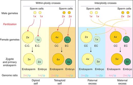 Schematic diagram showing consequences of same ploidy (‘balanced’) and interploidy (unbalanced) crosses in maize, showing the number – and parental origin (m, maternal; p, paternal) – of the haploid genomes present in the embryo and endosperm of each class of pollination.
