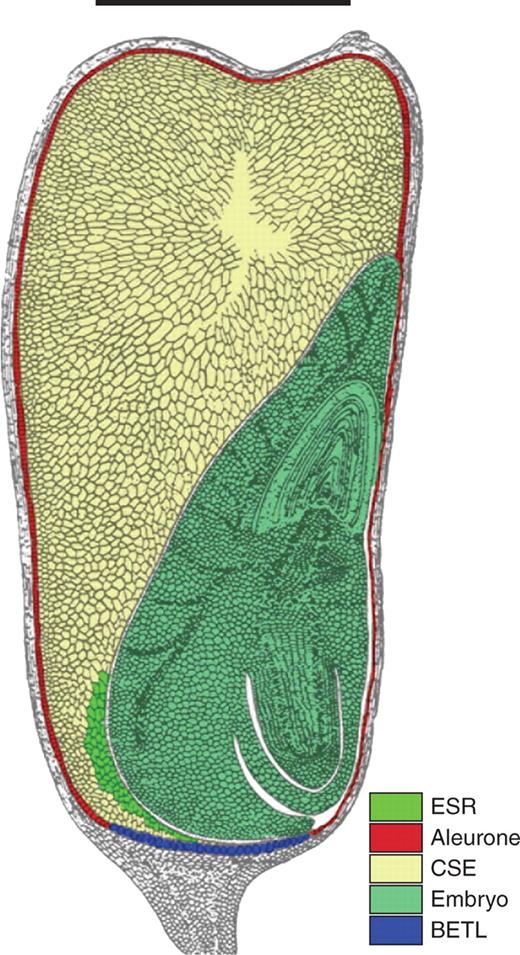 Diagram of mature maize kernel in longitudinal section. The embryo (light green) lies alongside the central starchy endosperm (CSE, light brown), which is surrounded by the aleurone (red), except in the region of the basal endosperm transfer layer (BETL, blue). The embryo surrounding region (ESR, green) is located at the base of the kernel, between the embryo and the CSE. Scale bar = 5 mm. (Adapted from Keisselbach, 1949.).