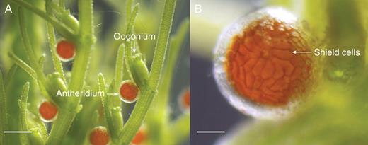 The gametangia of C. corallina. (A) An overview of antheridial positioning on a lateral branch. Each antheridium is closely situated near an oogonium. Scale bar = 400 µm. (B) A magnified view of an antheridium and highlighting the brightly coloured shield cells of the epidermis. Scale bar = 90 µm.