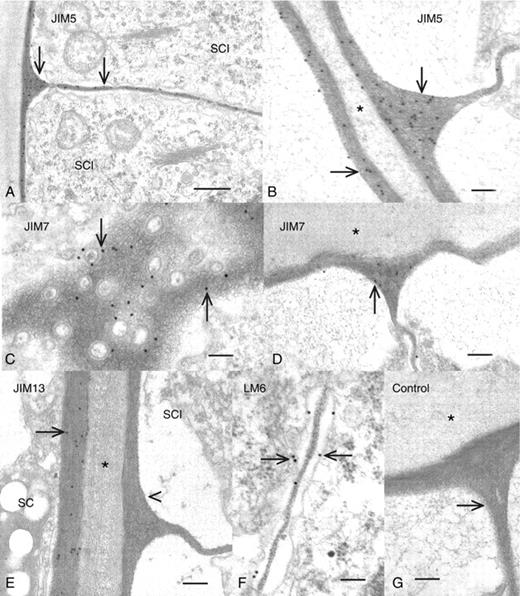Immunogold labelling of sperm cell initials. (A) A sperm cell initial (SCI) labelled with JIM5. The end and cross-walls are all labelled with the mAb (arrows). Scale bar = 1 µm. (B) A magnified view of the V-shaped junction and end walls of sperm cell initials labelled with JIM5. Note that there is no labelling in the material outside of the walls (*) Scale bar = 400 nm. (C) A view through a cross-wall of a sperm cell initial labelled with JIM7. The label is found throughout the cell wall (arrows) that is interrupted by plasmodesmata. Scale bar = 150 nm. (D) A view of the V-shaped junction labelled with JIM7 (arrow). Note that there is no labelling in the material in the space outside of the wall (*). Scale bar = 200 nm. (E) The JIM13-labelled interface between the inner wall of a shield cell (large arrow) and the end wall of a sperm cell initial (SCI). Note that the shield cell wall is labelled with the mAb but not the cell wall of the sperm cell initial. Scale bar = 200 nm. (F) The cross-wall region of sperm cell initials labelled with LM6. Note the labelling at this zone, including the plasma membrane of this region (arrows). (G) A control preparation where the primary antibody was eliminated during labelling. No labelling is found in the cell walls (arrow) or the material outside of the cell walls (*). Scale bar = 400 nm.