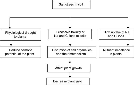 Effect of salt stress on plants. Salt stress causes physiological drought to plants, imbalance in nutrient composition and excessive toxicity due to Na and Cl ions thereby leading to reduction in osmotic potential of plants, disruption of cell organelles and their metabolism. These ultimately affect plant growth and reduce the yield.