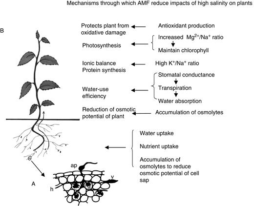 The intricate functioning of arbuscular mycorrhizal (AM) fungi in ameliorating salt stress in plants. In AM symbiosis, the fungus forms an appressorium (ap) on the root surface and enters the root cortex by extending its hyphae (h). The hyphae form arbuscules (a) and vesicles (v) in the cortex. Salinity deprives plants of the basic requirements of water and nutrients, causing physiological drought and a decrease in osmotic potential accompanied by nutrient deficiency, rendering plants weak and unproductive. Arbuscular mycorrhiza help plants in salt stress by improving water and nutrient uptake: a decrease in osmotic potential is countered by increasing accumulation of osmolytes, and water-use efficiency, photosynthesis and antioxidant production (to scavenge ROS) is more efficient in salt-stressed plants in the presence of AMF (see text).