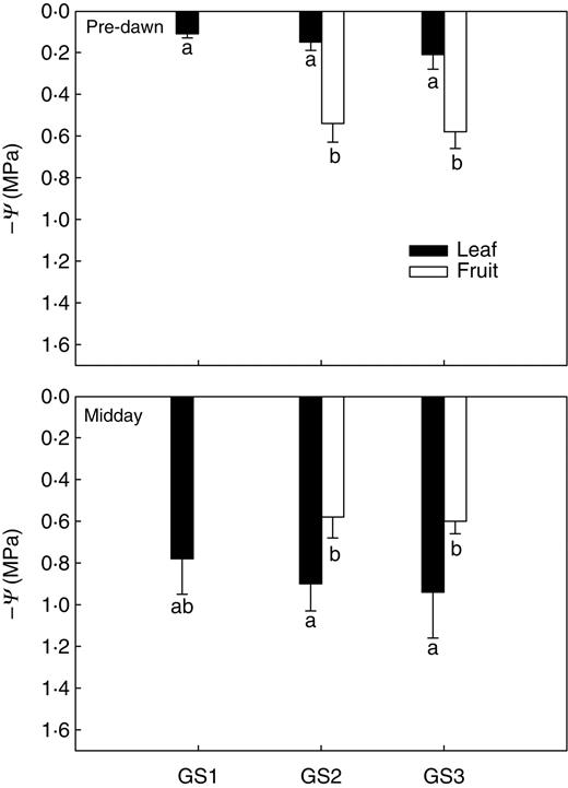 Leaf and fruit water potential (–Ψ) as measured at pre-dawn (A) and midday (B) on plants of Capsicum frutescens at three selected growth stages (GS1, GS2, GS3, see text). Means are given ± s.d. (n = 10). Different lower-case letters indicate significant differences for Tukey's pairwise comparisons (P < 0·001).