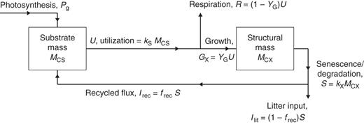 Plant growth model for respiration. The two state variables are substrate mass, MCS, and structural mass, MCX. There are four key parameters: YG, growth efficiency – fraction of substrate C utilized for growth which appears in structure – the remaining fraction (1 – YG) is respired; frec, fraction of senescing/degrading structural C recycled to substrate, the remainder becoming litter; kS, rate constant for substrate utilization; and kX senescence rate constant.