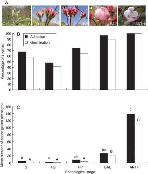 Evaluation of stigmatic receptivity in different apple-flower phenological stages. (A) Flower phenology: (1) petals enclosed by sepals (S); (2) petals show between sepals (PS); (3) petals protruding and showing red colour – red-petal stage (RP); (4) balloon stage (BAL) where petals are pink; and (5) anthesis (ANTH). (B) Percentage of stigmas supporting at least one pollen grain adhered and germinated (as indicated) in each phenological stage. (C) Mean number of adhered and germinated pollen grains per stigma on each phenological stage, showing that only stages close to flower opening reached a high number of adhered and germinated pollen grains. Letters over the columns show differences at a P ≤ 0·05 on either adhesion (lower-case letters) or germination (upper-case letters).