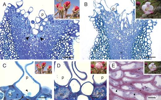 Changes in the stigmatoid tissue with development in the apple flower stigma: (A) general view of the stigma at stage 3 showing a vacuolar reaction for polyphenolic compounds (arrowheads) in the cells underneath papillae; (B) at stage 5, stigmatoid cells without phenolic compounds, as the intercellular substance appeared in the stigmatoid tissue; (C) phenolic bodies were conspicuous within papillar vacuoles (arrowhead) at stage 3 (autolytic cell at the interpapillar valley with a dense cytoplasm); (D) autolytic cell degeneration at stage 4; (E) at stage 5, stigmatoid cells contained starch (arrows) and wall ingrowths (arrowheads), as the intercellular substance (*) stained for carbohydrates. (A–D) Toluidine blue staining for general structure showing metachromasia. (E) periodic acid Shiff reagent staining for insoluble carbohydrates. 2-μm sections embedded in JB4 resin. Abbreviations: ac, autolythic cells; p, papilla. Scale bars: (A, B) = 50 µm; (C–E) = 10 µm.