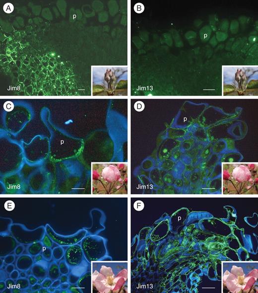 Changes in AGPs on the apple flower stigma in different phenological stages: stage 1 (A, B), stage 4 (C, D) and stage 5 (E, F). The left column of photographs shows epitopes labelled with Jim8 mAb FITC-conjugated mAb signal in fluorescent green. The right column shows the same staining but labelled with Jim13 mAb. At stage 1, neither Jim8 (A) nor Jim13 mAbs (B) showed labelling on the papillae, only in the stylar cortical tissue. (C) At stage 4, Jim8 epitopes appeared in the papillae cytoplasm. (D) In contrast, Jim13 labelled the stigmatic edges in the stigmatoid tissue, and the intercellular substance. (E) At stage 5, Jim8 epitopes still labelled inside the papillae. (F) Conspicuous signal of Jim13 epitopes in the intercellular substance mainly at the stigmatic edges. (A, B) FITC signal; (C–F) FITC signal counterstained with calcofluor white for cellulose (blue); 4-μm sections embedded in Technovit8100. Abbreviation: p, papilla. Scale bars: (A, B) = 10 µm; (C–F) = 50 µm).