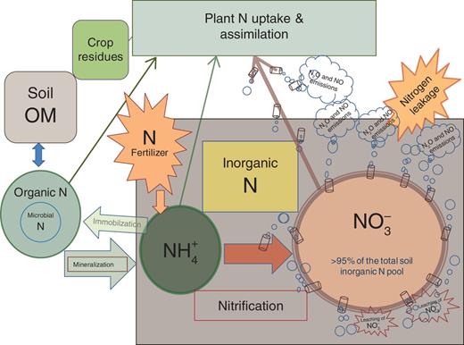 The nitrogen cycle in a typical agricultural system (i.e. upland ...