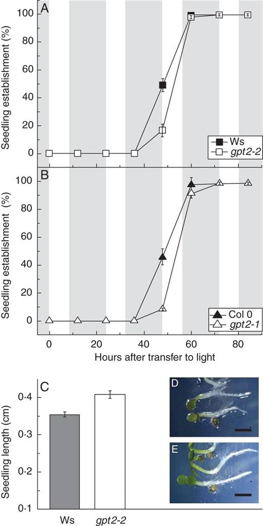 Seedling establishment in wild-type and gpt2 plants. Seeds of wild-type Arabidopsis thaliana Ws-2 and Col 0 and their respective T-DNA insertion knockouts of GPT2 (gpt2-2 and gpt2-1) were sown on half-strength MS, 1·5 % agar plates after surface sterilization with 10 % bleach. After a 3-day stratification in the dark at 4 °C, plates were moved to 100 μmol m2 s−1 light on an 8-h photoperiod (shaded areas represent dark periods and unshaded areas represent photoperiods). (A, B) Seedling establishment was scored every 12 h as the presence of fully open green cotyledons. Between 50 and 150 seeds were sown on each plate, and each data point represents the mean of three to five plates. Error bars represent ±1 s.e. (C) Seedling lengths were measured in Ws-2 wild-type and gpt2-2 plants after three full photoperiods in the light by photographing the plates under a dissection microscope and analysing with ImageJ (National Institutes of Health, USA). Error bars represent ±1 s.e. Significance was determined using two-way ANOVA with a post hoc test, Tukey's B test (SPSS). (D) Representative wild-type seedlings. (E) Representative gpt2 seedlings. Scale bars = 8 mm.