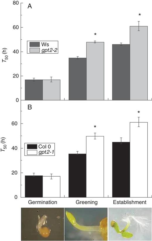 Mean time taken for 50 % (T50) of seeds/seedlings to achieve germination, greening and establishment (illustrated at bottom) in wild-type and gpt2 plants on MS. Seeds of Ws-2, Col 0, gpt2-2 and gpt2-1 lines were sown, stratified and transferred to light as for seedling development assays. Germination was scored as the emergence of the radicle from the seed coat, greening as the presence of green cotyledons and establishment as the presence of fully open green cotyledons. Seeds of Ws-2 and gpt2-2 (A) and Col 0 and gpt2-1 (B) were examined every 12 h, and percentages of germination, greening and establishment were calculated for each plate on the basis of the number of seeds sown. These data were graphed and sigmoidal curves based on growth parameters were fitted (see Supplementary Data and Supplementary Data). The mean time taken for 50 % (T50) of seeds/seedlings to achieve germination, greening and establishment was extrapolated from these graphs. Each data point is the mean of three to five replicate plates. Pictures show a representative example of the relevant developmental stage. Error bars represent ±1 s.e. ANOVAs were carried out separately on germination, greening and establishment data, and asterisks show significant differences (P ≤ 0·05) between lines at a particular developmental stage.