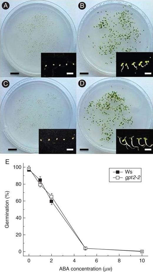 Development of wild-type and gpt2 plants on media containing ABA. Seeds were sterilized as for seedling development assays and sown into half-strength MS or half-strength MS medium with 1–10 μm ABA. After a 2-day stratification at 4 °C in the dark, plants were transferred to 8 h day/16 h night at an irradiance of 100 μmol m−2 s−1 white fluorescent light for 7 days. Germination was scored as the emergence of the radicle (and subsequent growth). (A–D) Representative plates showing wild-type on half-strength MS (A), gpt2 on half-strength MS (B), wild-type on half-strength MS with 10 μm ABA (C) and gpt2 on half-strength MS with 10 μm ABA (D). Inset figures show five representative seeds/seedlings for each line/treatment. Black scale bars = 20 mm, white scale bars = 5 mm. (E) Mean percentage germination for each line/treatment on different concentrations of ABA. Each measurement represents the mean of at least three replicate plates, each plate containing at least 150 seeds. Error bars represent ±1 s.e.