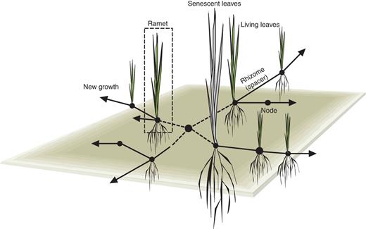 Diagram of a grass showing centrifugal clonal growth, with senescing or dead leaves and rhizomes close to the centre where the mother ramet used to be.
