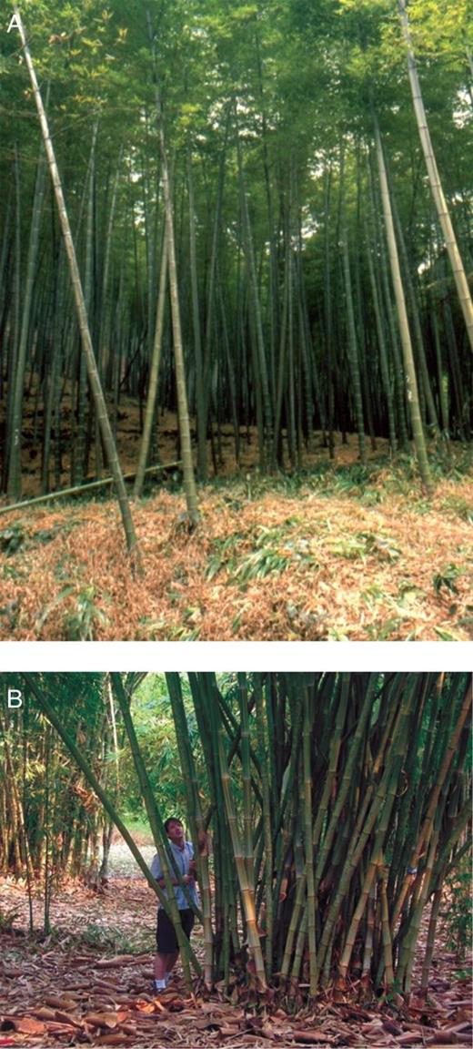 Contrasting clonal bamboo growth forms in China, with implications for spatial and temporal patterns of soil carbon and nutrient dynamics. Bamboo species vary in phalanx vs. guerrilla growth form and degree of woodiness, while some species also show synchronized stem mortality on decadal time scales against leaf turnover on an annual cycle. All this, in combination with large interspecific variation in decomposability for both bamboo leaves and stems (G. F. Liu et al., unpubl. res.), could result in differential effects of different bamboo species on soil carbon and nutrient dynamics in both space and time. (A) Phyllostachys pubescens on Mount Jinyun, Chongqing, with guerrilla growth form. (B) Dendrocalamus spec. in Xishuangbanna Tropical Botanical garden, with phalanx (clumped) growth form. Photos by J. H. C. Cornelissen.