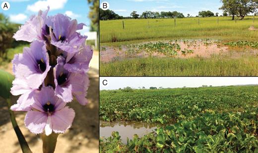 Eichhornia azurea in the Pantanal wetlands of Brazil. (A) Inflorescence of the long-styled morph; (B) population in the flooding regime low depth and short duration (LS; see Table 1); (C) population in the flooding regime high depth and long duration (HL).