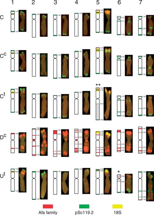 Idiogram and karyotype of the chromosomes of Ae. markgrafii MvGB428 (C), Ae. cylindrica MvG1719 (Cc, Dc) and Ae. triuncialis MvGB585 (Ct, Ut) showing the genomic distribution of repetitive DNA sequences pSc119.2 (green), Afa family (red) and 18S rDNA (yellow). Disomic U/C reciprocal translocations T16UtS.6UtL-5CtL and T25CtS.5CtL-6UtL in Ae. triuncialis are indicated by * and **, respectively. The positions for hybridization signals and translocation breakpoints on the chromosome arms are given in fraction lengths determined as means of 15–20 measurements.
