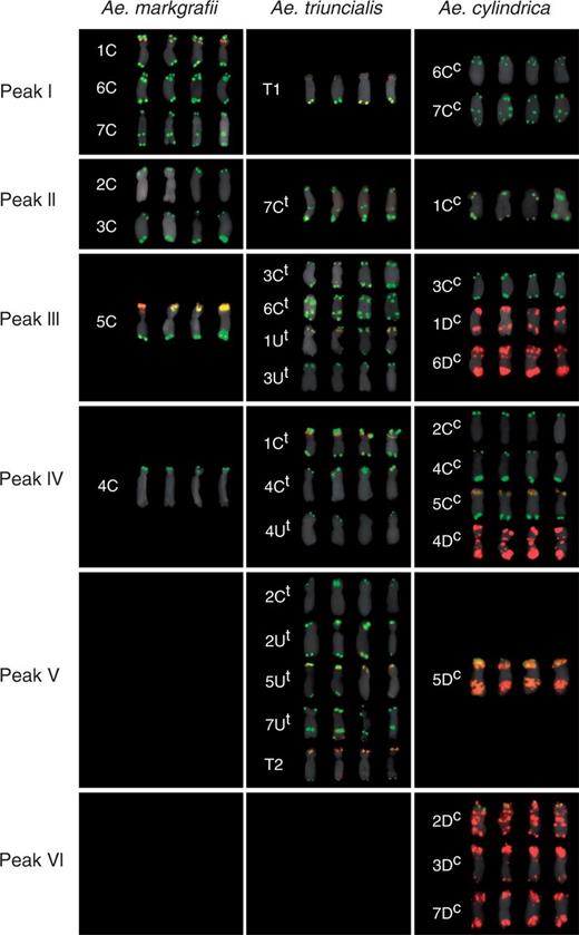 Mitotic metaphase chromosomes sorted from individual peaks of flow karyotypes of Ae. markgrafii MvGB428, Ae. triuncialis MvGB585 and Ae. cylindrica MvGB1719. The sorted chromosomes were identified after FISH with probes for repetitive DNA sequences pSc119.2 (green), Afa family (red) and 18S rDNA (yellow) and counterstained with DAPI (pseudocoloured as grey). The chromosomes were assigned to the peaks in which their frequencies were the highest. Four representative examples are given for each chromosome.