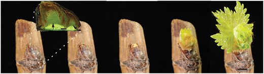 Time-series of grapevine bud burst. Single node explants of ecodormant buds were transferred from cool storage (4 °C) and planted out at 23 °C (dark). Figure shows the progression of bud burst at 0, 1, 3, 7 and 9 d (left to right) at 23 °C. Buds were sampled for the studies presented here at select time points during this development. The inset shows a sagittal section of the bud, with the primary (centre arrow), secondary (right arrow) and tertiary (left arrow) bud meristem complexes. When ecodormant (0 d), the bud complex is enclosed by a layer of lignified scales and several layers of bracts. Progressively over 3–5 d we observed expansion of the bud complex and rupture of the outer scales. Within 5–7 d, buds reached the stage of bud burst, according to the modified Eichorn–Lorenz scale (EL4; Coombe, 2004). By 9 d, the first leaves had separated from the shoot apical meristem (EL7). Scale bar in main figure = 5 mm, inset = 1 mm.