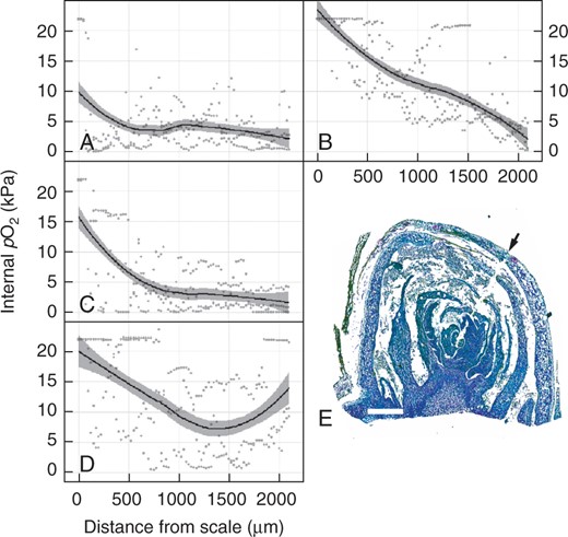 Internal profile of the partial pressure of oxygen (pO2) during grapevine bud burst. The pO2 of ecodormant buds, intact (A = 3 h, C = 24 h, D = 72 h) or with the outer scale removed (B = 3 h) was assayed after time at 23 °C in darkness. Data represent scatterplots of raw data (n = 3), with a regression curve applied and 95 % confidence intervals shown as grey shading. (E) Sagittal section of the primary bud meristem complex, fixed and stained with toluidine blue, showing the path of the O2 microelectrode from the outer scale (arrow) towards the inner core of the primary bud complex. Scale bar = 500 µm.