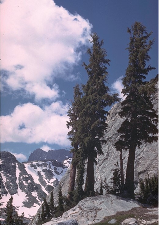 ACC has driven an increase in precipitation in much of the more northerly latitudes (IPCC, 2014). This has, in turn, driven complex responses in wild plants. Mountain hemlock (Tsuga mertensiana) has shifted the centre of gravity of its distribution to lower elevations in California (a 255 -m downwards elevational shift), in spite of an increase in mean annual temperature of 2·85°C during the study period (1930s to 2000s). The observed downhill shift, while counter to expectations from warming, was in concert with a decline in water deficit of 134 mm over the past 70 years (Crimmins et al., 2011). Photo is courtesy of Charles Webber © California Academy of Sciences.