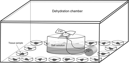 Schematic of the dehydration assay set-up. Each box contained one tissue sample from each of the 18 genetic lines. Each sample was placed in a Petri dish along with a single filter paper disk and 200 μL of distilled water. The dehydration chamber was placed in a growth chamber with a constant temperature of 13 °C and a 12-h light/12-h dark cycle.