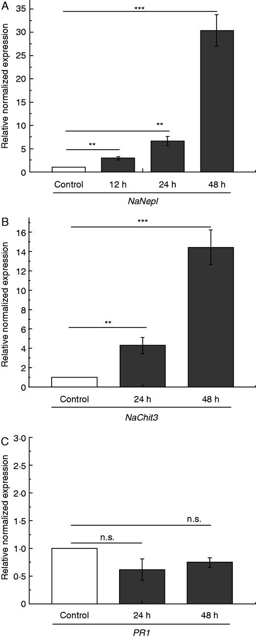 Fruit fly-induced PR gene expression in N. alata pitchers. Pitchers were fed with 60 mg fruit flies and mean expression (± s.e.; n = 3–5) of selected PR genes was analysed. NepI (A) expression was analysed after 12, 24 and 48 h; Chit3 (B) and PR-1 (C) were analysed after 24 and 48 h both in untreated (white) and treated (grey) pitchers. Statistically significant differences between control and treated pitchers were analysed by Student’s t-test for each gene separately. Gene expression for control was set as 1·0; n.s.: not significant, **P < 0·01, ***P < 0·001.