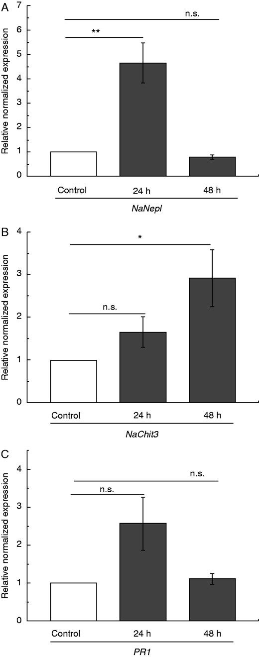 Chitin-induced PR gene expression in pitcher tissue of N. alata. Pitchers were treated with chitin and mean expression (±s.e.; n = 3) of selected PR genes NepI (A), Chit3 (B) and PR-1 (C) was analysed after 24 and 48 h in both untreated (white) and treated (grey) pitchers. Statistically significant differences between control and treated pitchers were analysed by Student’s t-test for each gene separately. Gene expression for control was set as 1·0; n.s.: not significant, *P < 0·05, **P < 0·01.