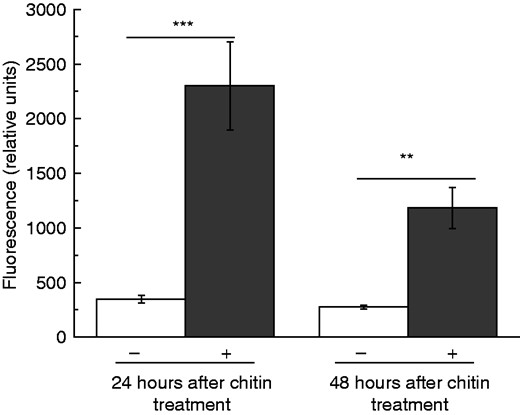 Chitin-induced nepenthesin activity in the pitcher fluid of N. alata. Pitchers were treated with chitin and nepenthesin protease activity in the pitcher fluid was measured by using a fluorescence substrate (PFU-093) at 24 and 48 h after treatment. Mean relative fluorescence (±s.e.; n = 3–4) was analysed in both control (white) and treated (grey) pitchers. Statistically significant differences between control and treated pitchers were analysed by Student’s t-test; **P < 0·01, ***P < 0·001.