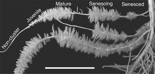 Representative image of normal and cluster roots in hydroponically cultivated Pi-deficient white lupin plants. The tips of the secondary lateral roots and unbranched proximal root denote the normal roots. Developmental stages of CRs are labelled according to the number of days following rootlet emergence: juvenile (1–3 d), mature (4–6 d), senescing (7–9 d) and senesced (≥10 d). Scale bar = 35 mm.