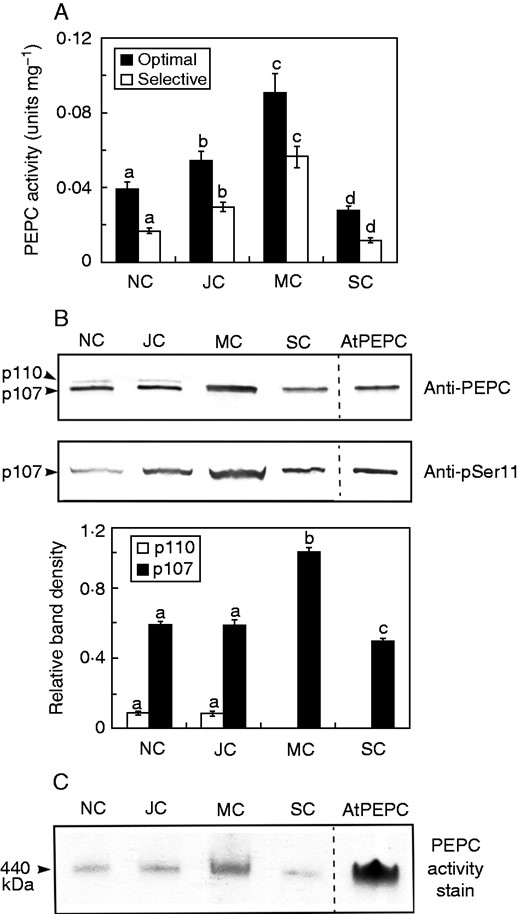 Developmental profiles for cluster root PEPC activity, abundance, subunit structure and phosphorylation status. NC, JC, MC and SC denote non-cluster, juvenile cluster, mature cluster and senescing cluster roots, respectively, as outlined in Fig. 1. (A) All values represent the mean (± s.e.m.) of PEPC activity from triplicate determinations of desalted extracts from n = 5 biological replicates determined under optimal (pH 8·2, 2·5 mm PEP) and selective (pH 7·2, 0·2 mm PEP, 0·125 mm malate) assay conditions. Different letters denote significant differences (Student’s t-test, P < 0·05) from the respective maximal value. (B) Extracts were subjected to SDS–PAGE, electroblotted onto a PVDF membrane and probed with anti-PEPC or anti-pSer11 antibodies (1 and 20 µg CR protein/lane, respectively). The lanes of the anti-PEPC and anti-pSer11 blots labelled ‘AtPEPC’ contained 50 and 100 ng, respectively, of in vivo phosphorylated AtPPC1 purified from −Pi arabidopsis suspension cells (Gregory et al., 2009). Relative amounts of immunoreactive p110 and p107 were quantified from scanned anti-PEPC immunoblots of n = 5 biological replicates using ImageJ. Different letters denote significant differences (P < 0·05) from the respective initial value. (C) In-gel PEPC activity staining was performed following non-denaturing-PAGE (8 µg CR protein/lane). The lane labelled ‘AtPEPC’ contained 0·25 µg of native AtPPC1 purified from −Pi arabidopsis suspension cells (Gregory et al., 2009).