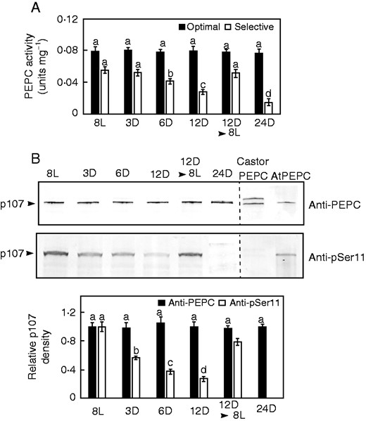 Influence of various light and dark pretreatments on cluster root PEPC activity, abundance and phosphorylation status. For panels (A–C), 8L, 3D, 6D, 12D, 8L and 24D denote the number of hours plants were exposed to constant light (L) or darkness (D), whereas 12D▸8L indicates plants that were subjected to darkness for 12 h and then reilluminated for an additional 8 h. (A) All values represent the mean (± s.e.m.) PEPC activity from triplicate determinations of desalted extracts from n = 5 biological replicates determined under optimal (pH 8·2, 2·5 mm PEP) and selective (pH 7·2, 0·2 mm PEP, 0·125 mm malate) conditions. Different letters denote significant differences (Student’s t-test, P < 0·05) from the respective initial, 8L value. (B) Extracts were subjected to SDS–PAGE, electroblotted onto a PVDF membrane and probed with anti-PEPC or anti-pSer11 antibodies (0·5 and 20 µg CR protein/lane, respectively). Relative band intensities (± s.e.m.) were quantified on n = 5 biological replicates from scanned immunoblots using ImageJ. Different letters denote significant differences (P < 0·05) from the respective initial, 8L value. The lanes of the anti-PEPC and anti-pSer11 blots labelled ‘AtPEPC’ contained 50 and 100 ng, respectively, of purified phosphorylated AtPPC1 from −Pi arabidopsis suspension cells (Gregory et al., 2009), whereas those labelled ‘Castor PEPC’ contained 50 and 250 ng, respectively, of dephosphorylated, partially monoubiquitinated PEPC purified from germinating castor beans (Uhrig et al., 2008).