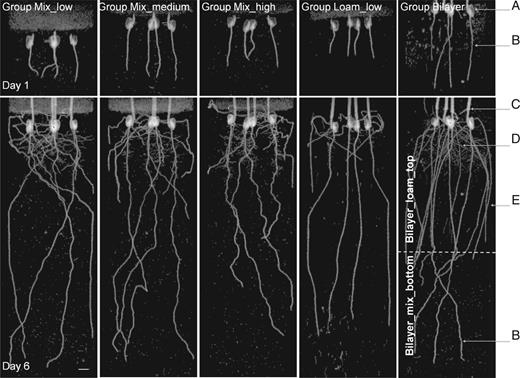 Typical MRI projection images of maize roots growing in mixed sands with different bulk densities (Groups Mix), textures (mixed sand of Group Mix_low and sandy loam of Group Loam_low with the same bulk densities) and structures (Group Bilayer with layered soil structure). The images are 2-D projections of 3-D data along the z–x plane (where z is the vertical axis, x and y are perpendicular planar axes). Four plants per pot can be seen, and their organs are indicated: (a) seed, (b) primary root, (c) shoot, (d) secondary and (e) seminal roots. The plants are 4 and 9 d old at Day 1 and Day 6 of the experiment, respectively. The perlite covering used to limit water evaporation is visible as a defuse layer on the top. The grey spots represent remaining soil water as well as some small weed plants that accidentally germinated in the soil during the experiments. The dashed line on the image of Group Bilayer represents the interface between the upper sandy loam layer, Group Bilayer_loam_top and the lower mixed sand layer, Group Bilayer_mix_bottom. The white bar represents 10 mm.