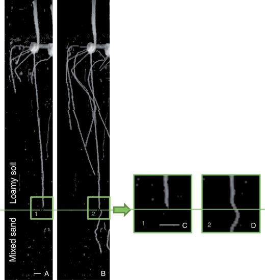 Typical 2-D projection MRI images of primary root grown in loamy soil (A) before entering the mixed sand and (B) after penetrating the mixed sand layer. Higher magnification (3×) images show a root that is (C) straight prior to entering the bottom layer and (D) curved just at the top of the mixed-soil layer. The images are the 2-D projections of 3-D data along the z–x plane. Scale bar, 10 mm.
