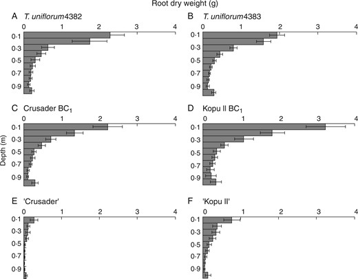 Root depth distribution (g root dry weight by depth) (± s.e.m.) at harvest 4 (237 days after sowing) for (A) T. uniflorum 4382, (B) T. uniflorum 4383, (C) Crusader BC1, (D), Kopu II BC1, (E) ‘Crusader’ and (F) ‘Kopu II’.