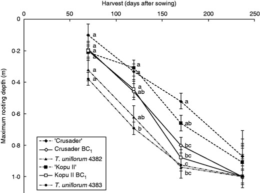 Root penetration (mean maximum rooting depth ± s.e.m.) over time for the six clover entries. At each harvest, means with the same letter were not significantly different at the 5 % level.